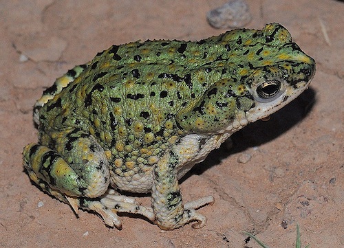 Western Green Toad For Sale, Western Green Toad For Sale Near Me, Western Green Toad For Sale Cheap, Western Green Toad For Sale Uk, Western Green Toad For Sale Usa, Western Green Toad For Sale Canada, Western Green Toad For Sale Europe, Baby Western Green Toad For Sale